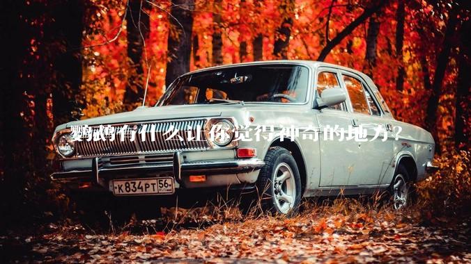 鹦鹉有什么让你觉得神奇的地方？