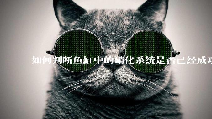 如何判断鱼缸中的硝化系统是否已经成功建立？